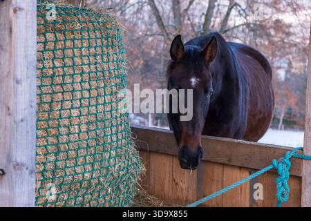 Porträt eines braunen Pferdes, der im Winter in der Nähe einer Heutrotte steht Stockfoto