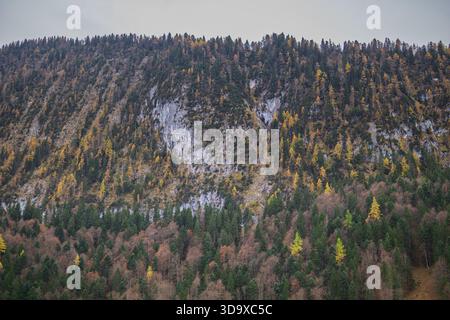 Ein steiler alpiner Berghang, bedeckt mit gemischtem Herbstwald in Gelb- und Grüntönen. Stockfoto