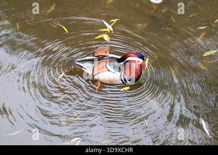 Bunte Mandarinenente schwimmt im Wasser eines Teichs Stockfoto