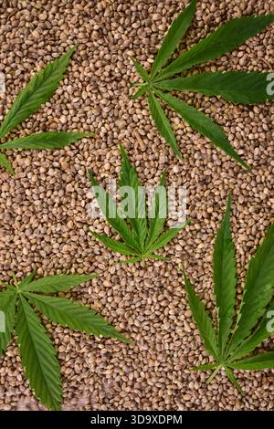Frische Blätter von Hanf auf dem Hintergrund von Hanfsamen. FLET-ley. Stockfoto