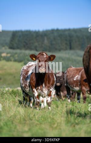 Rinderherde mit Kurzdorn auf Hochlandweiden in der Nähe von Moffat in Schottland, Vereinigtes Königreich. Stockfoto