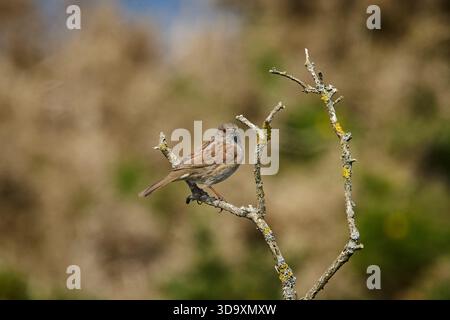 Dunnock oder Hedge Sparrow oder Hedge Accentor (Prunella modularis), der auf einem Ast vor einem neutralen Hintergrund steht. Stockfoto