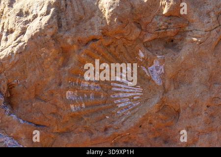 Gut erhaltene fossile Muschelschale mit ausgeprägten strahlenden Graten und Wachstumslinien hebt sich von dem strukturierten, rötlich-braunen Sandsteingestein ab. Stockfoto