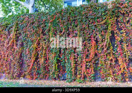 Lebhafte Herbstfarben zieren eine Gebäudewand mit einem üppigen Wandteppich aus grünen, roten und orangen Efeublättern. Gefallene Blätter verstreuen den Groun Stockfoto