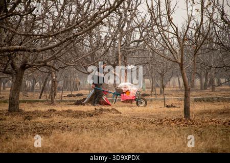 Budgam, Jammu Und Kaschmir, Indien. Dezember 2025. Ein Kaschmiri-Mann schiebt seinen Handwagen mit Kohle an einem kalten Wintertag. Die Holzkohle, die lokal als „Czinne“ bekannt ist, ist eine wesentliche Zutat für den traditionellen Feuertopf aus Kaschmir, der „kangri“ genannt wird, den Menschen verwenden, um während der harten Wintermonate warm zu bleiben. (Credit Image: © Faisal Bashir/SOPA Images via ZUMA Press Wire) NUR REDAKTIONELLE VERWENDUNG! Nicht für kommerzielle ZWECKE! Stockfoto