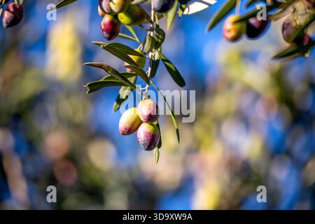 Olivenfrucht auf einem Olivenzweig an einem farbenfrohen sonnigen Tag Stockfoto