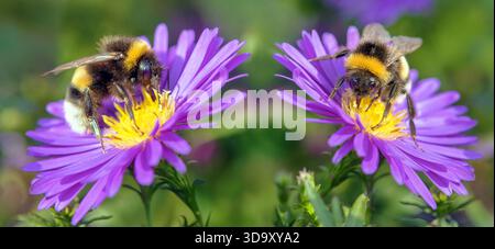 Bombus terrestris, die Hummel oder große Erdhummel, zwei Hummeln, die auf zwei blauen und gelben Blüten sitzen Stockfoto