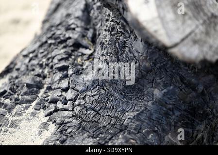 Verbranntes Holz am italienischen Strand. Ein Stück Holz liegt im Sand am Strand von Torre del lago. Toskana, italien. Stockfoto