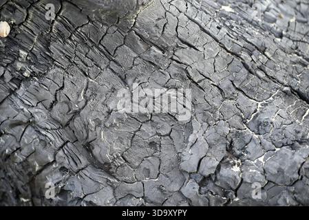 Verbranntes Holz am italienischen Strand. Ein Stück Holz liegt im Sand am Strand von Torre del lago. Toskana, italien. Stockfoto