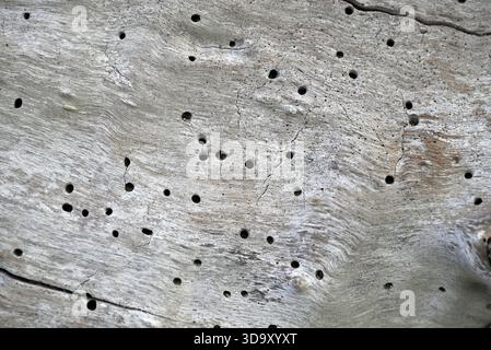 Verbranntes Holz am italienischen Strand. Ein Stück Holz liegt im Sand am Strand von Torre del lago. Toskana, italien. Stockfoto