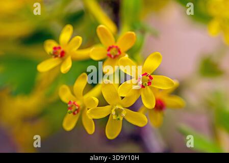 Eine Nahaufnahme gelber Johannisbeerblüten mit roten Mittelpunkten. Die Blumen sind in einer Gruppe und sehr hell Stockfoto