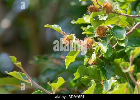 Nahaufnahme der Nüsse der Buche (fagus sylvatica) am Baum Stockfoto