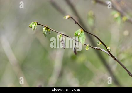 Makroaufnahme von gemeinen Haselnussblättern (corylus avellana), die sprießen Stockfoto