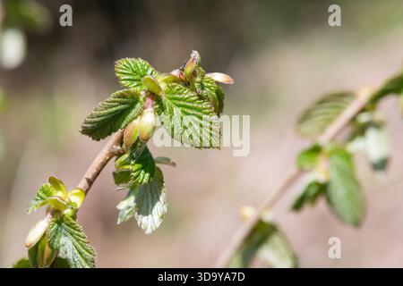 Makroaufnahme von gemeinen Haselnussblättern (corylus avellana), die sprießen Stockfoto