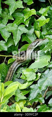 Japanische Rattenschlange (Elaphe climacophora), getarnt in dichtem Efeu entlang des Meguro River, Tokio, zeigt urbane Tierwelt und natürliche Anpassung. Stockfoto