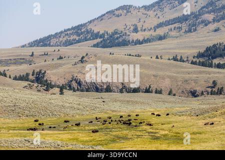 Bison, Lamar Valley, Yellowstone National Park, Wyoming, USA Stockfoto