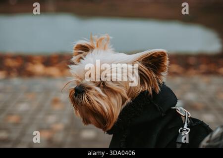 Der Yorkshire Terrier Hund in einem schwarzen Mantel macht an einem bewölkten Herbsttag einen Spaziergang in der Nähe eines Sees. Dieser entzückende Yorkie Lapdog macht einen Spaziergang Stockfoto