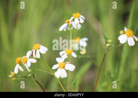 Nahaufnahme von Ketulblüten oder Bidens pilosa und Bidens alba, die blühend und schön sind Stockfoto
