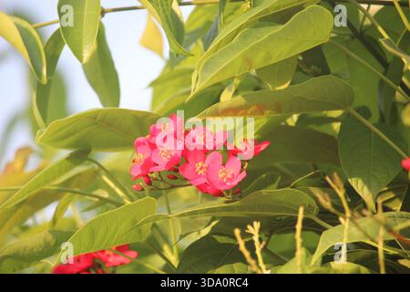 Peregrina-Blüte (Jatropha integerrima), auch bekannt als Peregrina oder scharfe Jatropha, ist ein Sträucher der zusammengeblümten Pflanzenart in der Eupho Stockfoto