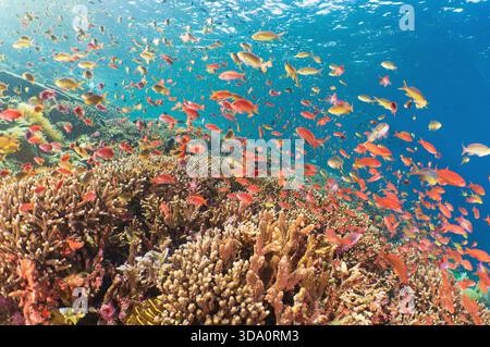 Anthias und andere kleine tropische Fische, die sich von Plankton über gesundes Korallenriff ernähren, Batu Bolong, Komodo Nationalpark, Indonesien, Pazifik Stockfoto