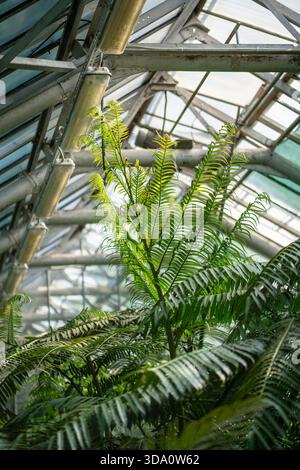 Exotische tropische Palme mit langen, üppigen Blättern, die in der Sommersaison im öffentlichen Gewächshaus wachsen. Stockfoto