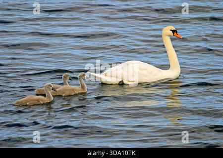 Ein stummer Schwan (Cygnus olor) mit kleinen Zygneten, die in einem See in Irland schwimmen Stockfoto