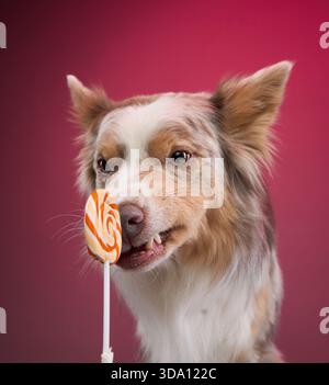 Border Collie hält Lutscher mit Mund vor rotem Hintergrund. Die Pose schlägt Konzentration und Koordination in einer farbenfrohen Treatment-Session vor. Stockfoto