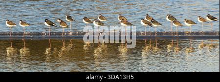 Eine Schar Schwarzhalsstelzen, die aufstehen und schlafen, Köpfe unter den Flügeln versteckt, Sunnyvale Baylands, Santa Clara County, Kalifornien. Stockfoto