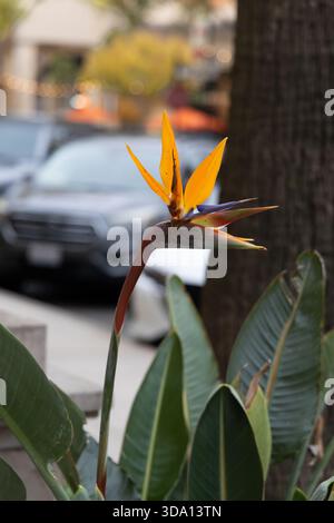 Eine leuchtend orange Blume wächst neben grünen Blättern in der Nähe von geparkten Autos in einer Stadt. Die Szene fängt die Mischung aus Natur und urbanem Leben an einem sonnigen Tag ein. Stockfoto