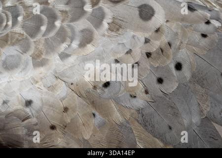 Nahaufnahme von Cape Barren Gänsevogelfedern strukturierter abstrakter Hintergrund Stockfoto