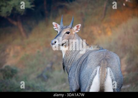 Porträt einer Nilgai- oder Blauglocke auf einer Safari Stockfoto