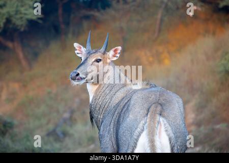 Porträt einer Nilgai- oder Blauglocke mit der Zunge, die auf einer Safari sichtbar ist Stockfoto