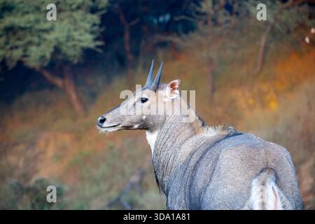 Porträt einer Nilgai- oder Blauglocke auf einer Safari Stockfoto