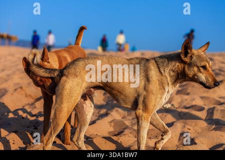 Zwei Hunde schnüffeln sich am Sandstrand mit klarem blauem Himmel Stockfoto