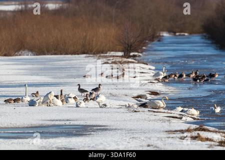 Schwäne und Gänse im Schnee auf dem Fluss Stockfoto