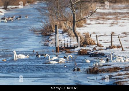 Jupperschwäne und Gänse im Fluss Stockfoto