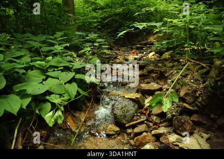 Kleiner Waldbach, der über Felsen durch dichte grüne Pflanzen fließt Stockfoto