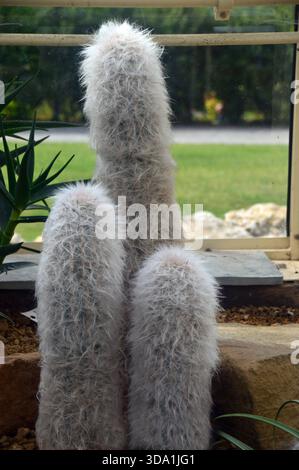 Alter Mann der Anden (Oreocereus Trollii) Kakteen, der im Alpine House im RHS Garden Harlow Carr, Harrogate, Yorkshire, England, Großbritannien angebaut wurde Stockfoto
