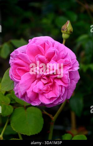 Single Pink Rosa „Sandringham“ (englischer Sträucher mit doppelter Rose), angebaut bei RHS Garden Harlow Carr, Harrogate, Yorkshire, England, Vereinigtes Königreich. Stockfoto