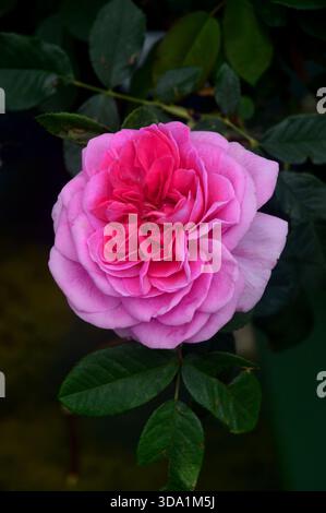 Single Pink Rosa „Gertrude Jekyll“ (Ausbord) Englische Sträucherrose, die bei RHS Garden Harlow Carr, Harrogate, Yorkshire, England, Großbritannien angebaut wird. Stockfoto