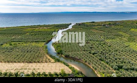 Aus der Vogelperspektive auf den Fluss Vatonia, der durch große Olivenplantagen in der Nähe von Kalyves in Chalkidiki, Griechenland fließt, während er die Ägäis erreicht. Mediterr Stockfoto
