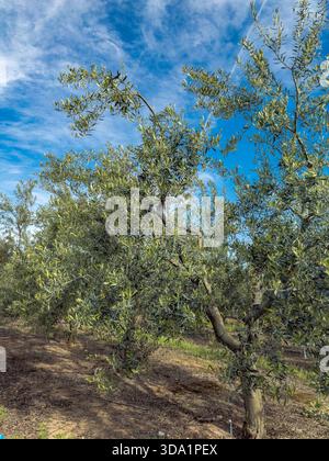 Olivenbaum in einem Obstgarten in Griechenland. Natürliche Szene aus nächster Nähe mit Ästen, Blättern und mediterranem Ackerland bei Tageslicht. Stockfoto