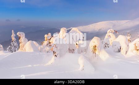 Schneebedeckte Winterbäume, die im warmen Sonnenuntergangslicht auf einem Berg leuchten. Winterlandschaft mit schöner schneebedeckter Natur Stockfoto