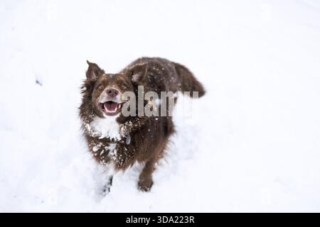 Glücklicher brauner und weißer Hund, der in frischem weißen Schnee spielt Stockfoto
