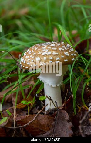 Die Amanita Pantherina oder die Panther Cap, ein wunderschöner und ikonischer Pilz. Ein gedämpfter Verwandter der Amanita muscaria oder Fliegenpilz, seine Kappe ist charakteristisch Stockfoto