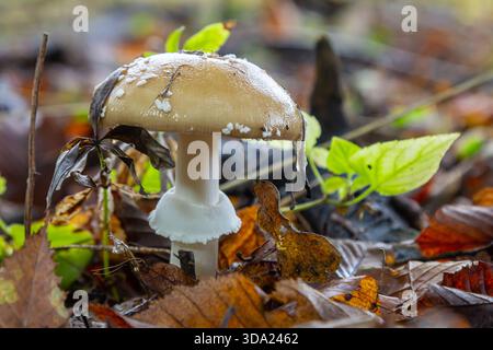 Die Amanita Pantherina oder die Panther Cap, ein wunderschöner und ikonischer Pilz. Ein gedämpfter Verwandter der Amanita muscaria oder Fliegenpilz, seine Kappe ist charakteristisch Stockfoto