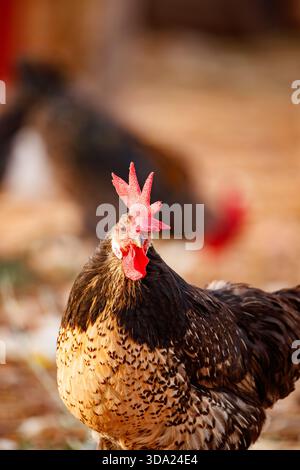 Hühner mit gesprenkelten Federn in Carrizosa Stockfoto