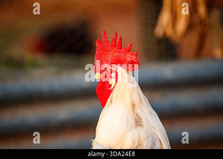 Weißer Hahn in der Abendsonne Stockfoto