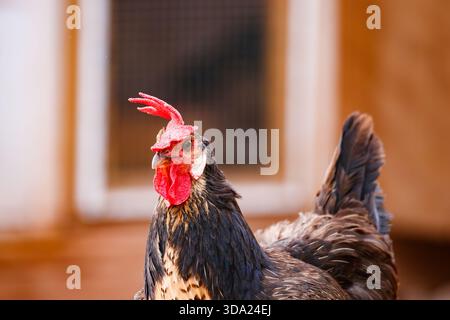 Schwarzes Hen mit rotem Kamm Stockfoto
