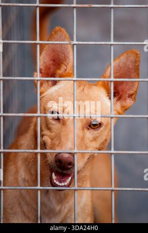 Lächelnder Hund Hinter Metall-Kennel-Bars Stockfoto